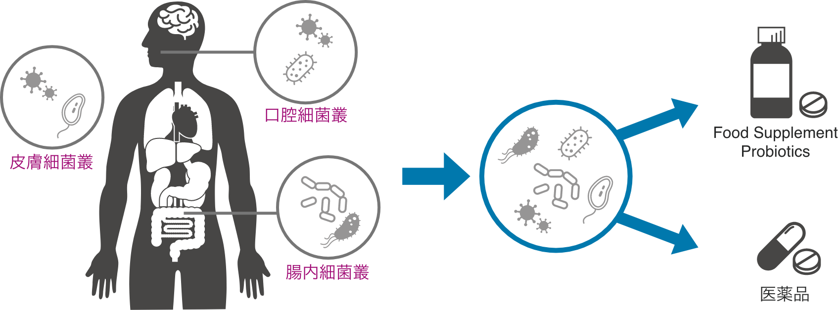 微生物叢とヒトの相互作用