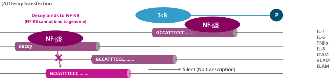 (A)Decoy transfection