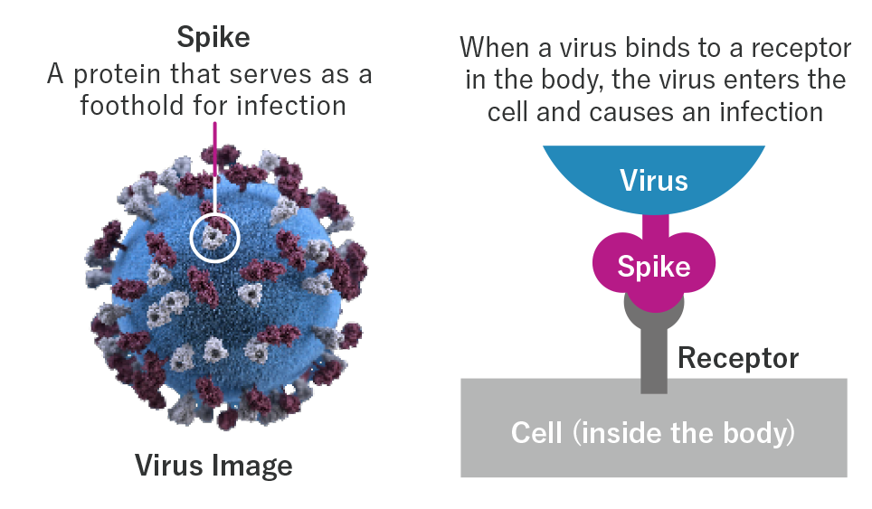 What are viruses?
