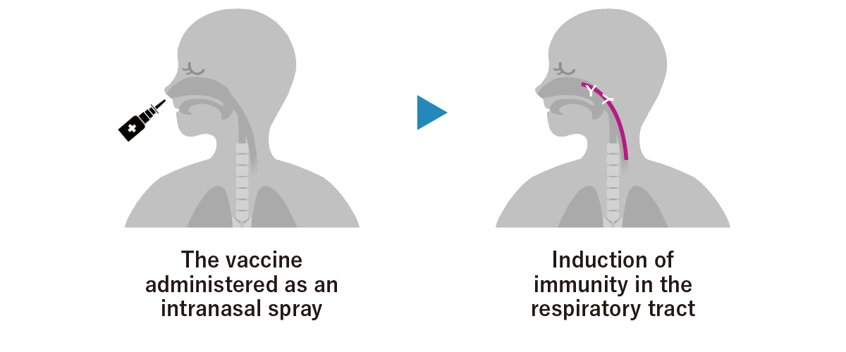 How the vaccine works