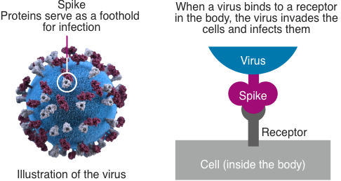 What are viruses?