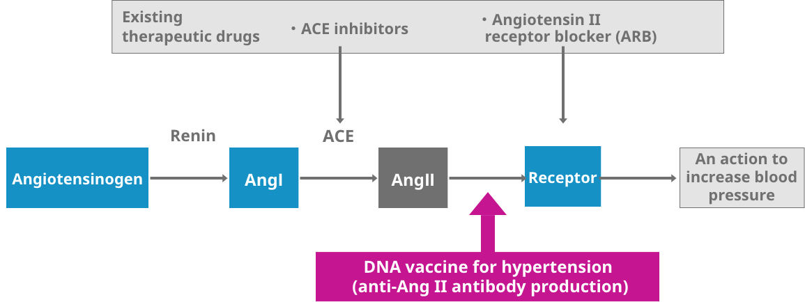 DNA vaccine for hypertension