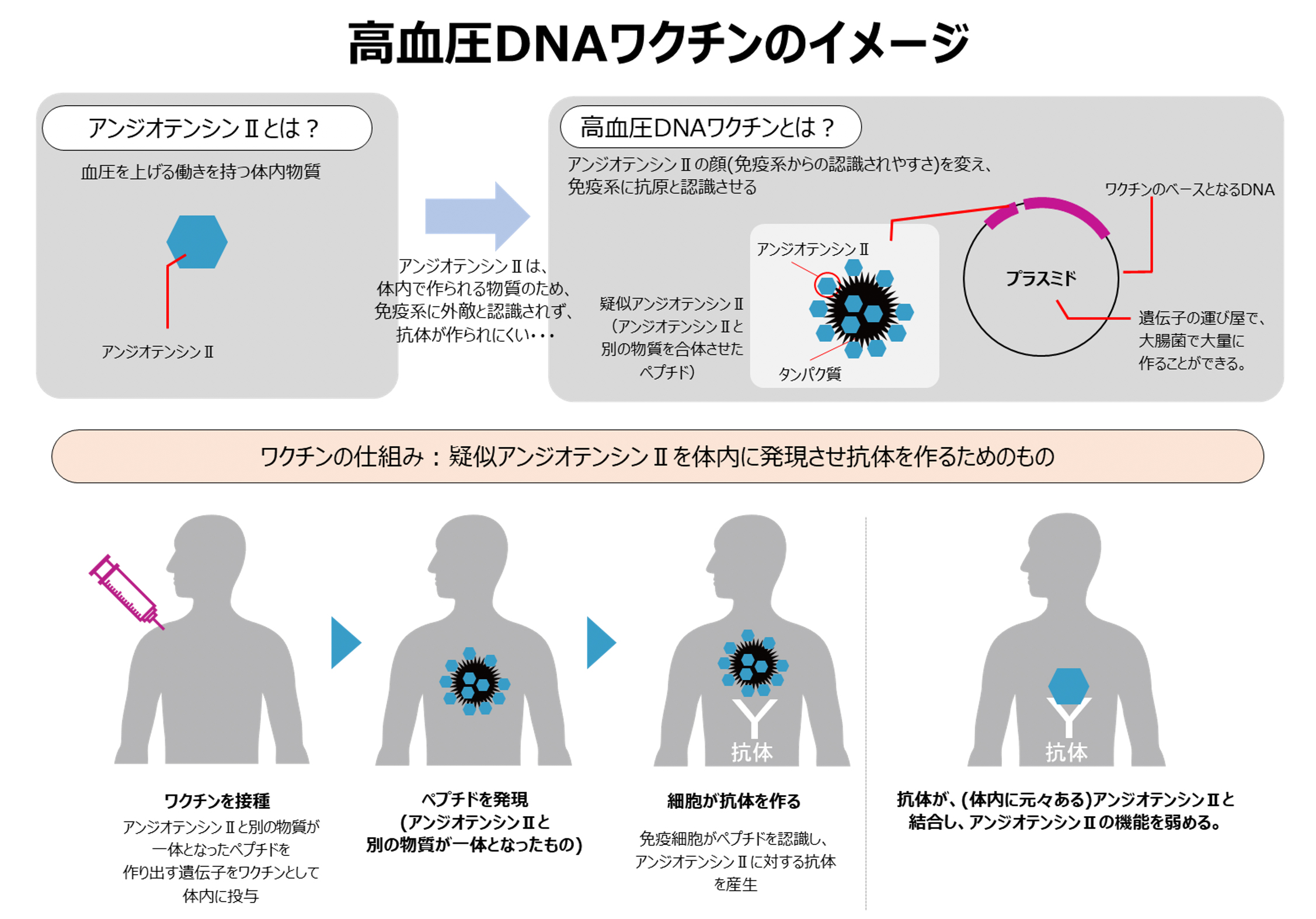 高血圧DNAワクチンのイメージ