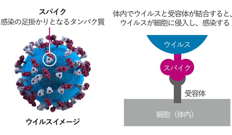 ウイルス 日本 コロナ ワクチン