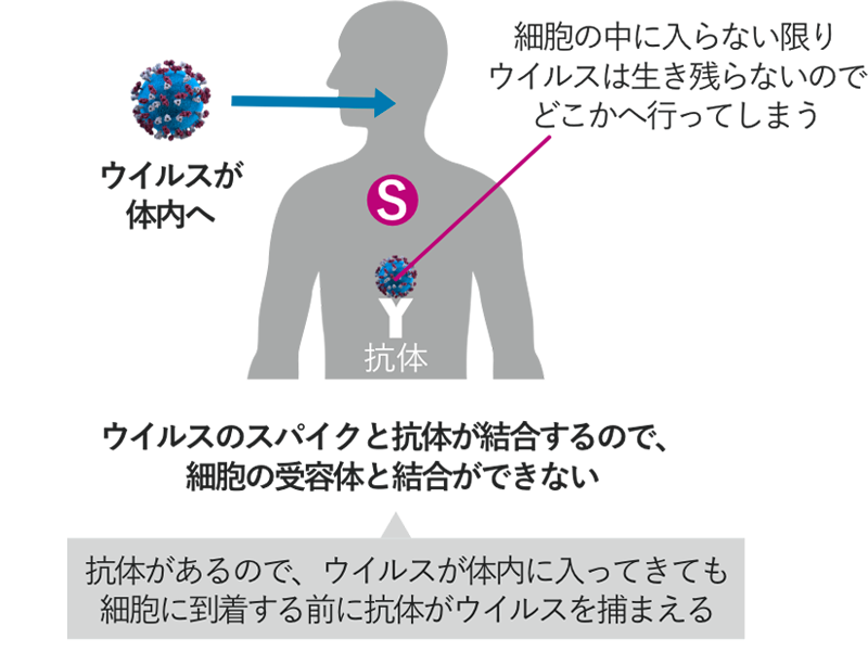 コロナ ウイルス いつ 終わる の