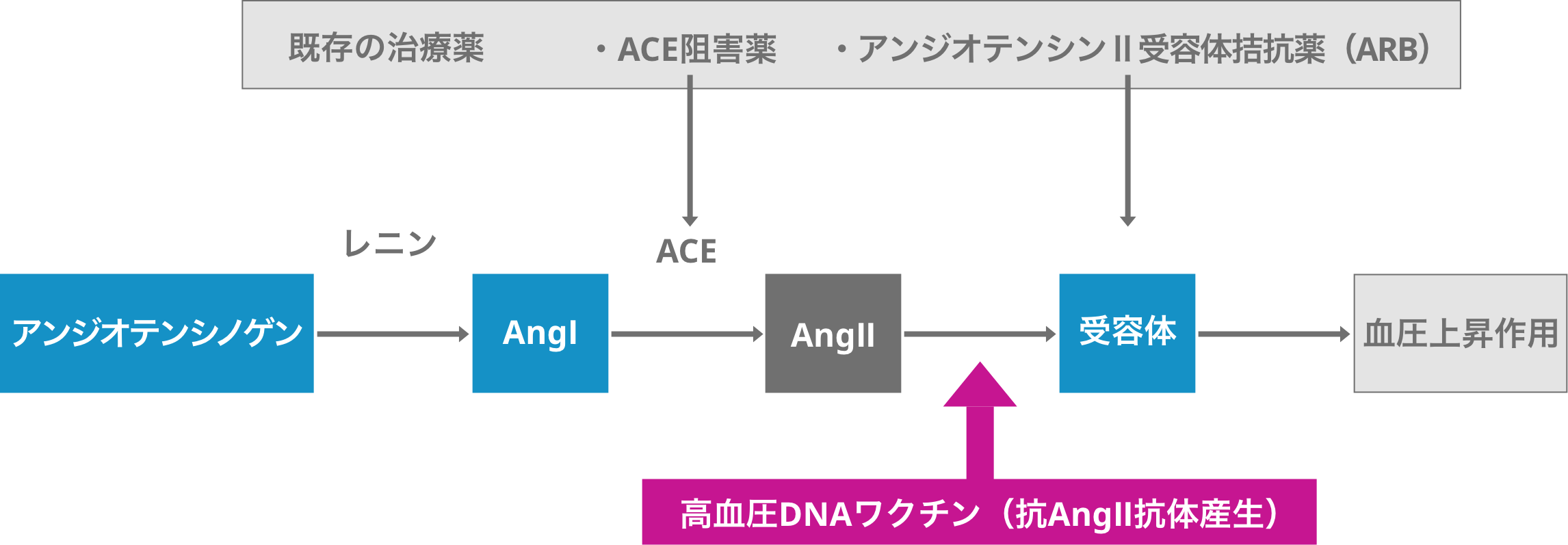 高血圧DNAワクチン（抗AngⅡ抗体産生）